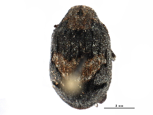  ( - CCDB-28533-B09)  @11 [ ] CreativeCommons - Attribution (2015) CBG Photography Group Centre for Biodiversity Genomics