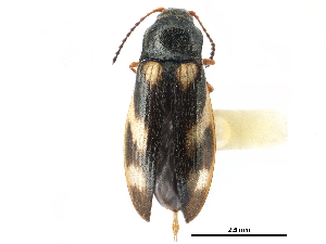  ( - CCDB-28533-E07)  @11 [ ] CreativeCommons - Attribution (2015) CBG Photography Group Centre for Biodiversity Genomics