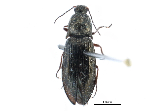  ( - CCDB-28533-F03)  @11 [ ] CreativeCommons - Attribution (2015) CBG Photography Group Centre for Biodiversity Genomics