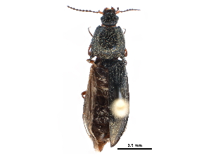  ( - CCDB-28533-F04)  @11 [ ] CreativeCommons - Attribution (2015) CBG Photography Group Centre for Biodiversity Genomics