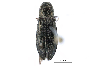  ( - CCDB-28533-F06)  @11 [ ] CreativeCommons - Attribution (2015) CBG Photography Group Centre for Biodiversity Genomics
