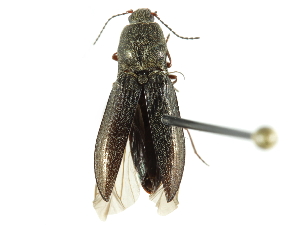  ( - CCDB-28533-F07)  @11 [ ] CreativeCommons - Attribution (2015) CBG Photography Group Centre for Biodiversity Genomics
