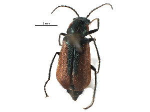  ( - CCDB-28534-C01)  @11 [ ] CreativeCommons - Attribution (2015) CBG Photography Group Centre for Biodiversity Genomics