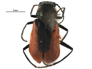 ( - CCDB-28534-C02)  @11 [ ] CreativeCommons - Attribution (2015) CBG Photography Group Centre for Biodiversity Genomics