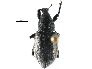  ( - CCDB-28534-D02)  @11 [ ] CreativeCommons - Attribution (2015) CBG Photography Group Centre for Biodiversity Genomics