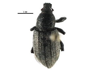  ( - CCDB-28534-D03)  @11 [ ] CreativeCommons - Attribution (2015) CBG Photography Group Centre for Biodiversity Genomics