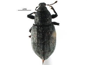  ( - CCDB-28534-D04)  @11 [ ] CreativeCommons - Attribution (2015) CBG Photography Group Centre for Biodiversity Genomics