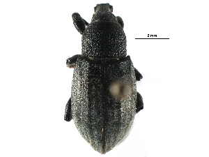 ( - CCDB-28534-D05)  @11 [ ] CreativeCommons - Attribution (2015) CBG Photography Group Centre for Biodiversity Genomics