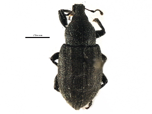  ( - CCDB-28534-D06)  @11 [ ] CreativeCommons - Attribution (2015) CBG Photography Group Centre for Biodiversity Genomics