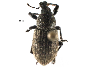  ( - CCDB-28534-D08)  @11 [ ] CreativeCommons - Attribution (2015) CBG Photography Group Centre for Biodiversity Genomics