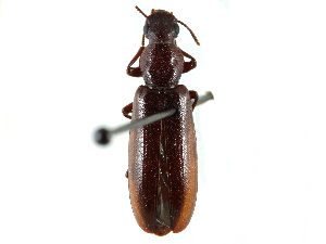  ( - CCDB-28534-F10)  @11 [ ] CreativeCommons - Attribution (2015) CBG Photography Group Centre for Biodiversity Genomics