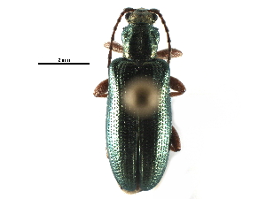  ( - CCDB-28534-H06)  @11 [ ] CreativeCommons - Attribution (2015) CBG Photography Group Centre for Biodiversity Genomics