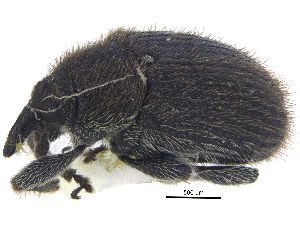  ( - CCDB-28535-E10)  @11 [ ] CreativeCommons - Attribution (2015) CBG Photography Group Centre for Biodiversity Genomics