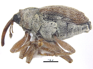  ( - CCDB-28535-G07)  @11 [ ] CreativeCommons - Attribution (2015) CBG Photography Group Centre for Biodiversity Genomics