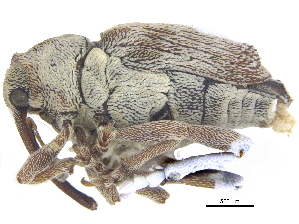  ( - CCDB-28535-G08)  @11 [ ] CreativeCommons - Attribution (2015) CBG Photography Group Centre for Biodiversity Genomics