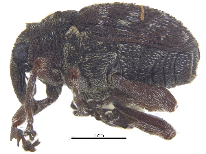  ( - CCDB-28535-H02)  @11 [ ] CreativeCommons - Attribution (2015) CBG Photography Group Centre for Biodiversity Genomics
