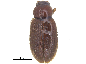  ( - CCDB-28535-H10)  @11 [ ] CreativeCommons - Attribution (2015) CBG Photography Group Centre for Biodiversity Genomics