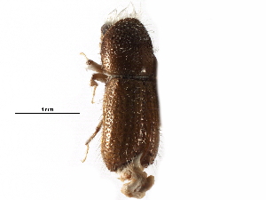  ( - CCDB-28537-D01)  @11 [ ] CreativeCommons - Attribution (2015) CBG Photography Group Centre for Biodiversity Genomics
