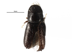  ( - CCDB-28537-D02)  @11 [ ] CreativeCommons - Attribution (2015) CBG Photography Group Centre for Biodiversity Genomics