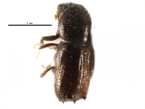  ( - CCDB-28537-D03)  @11 [ ] CreativeCommons - Attribution (2015) CBG Photography Group Centre for Biodiversity Genomics
