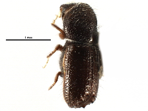  ( - CCDB-28537-D04)  @11 [ ] CreativeCommons - Attribution (2015) CBG Photography Group Centre for Biodiversity Genomics