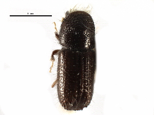  ( - CCDB-28537-D05)  @11 [ ] CreativeCommons - Attribution (2015) CBG Photography Group Centre for Biodiversity Genomics