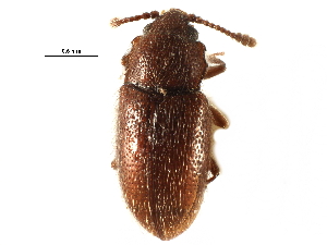  ( - CCDB-28537-D11)  @11 [ ] CreativeCommons - Attribution (2015) CBG Photography Group Centre for Biodiversity Genomics