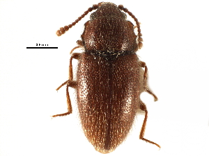  ( - CCDB-28537-D12)  @11 [ ] CreativeCommons - Attribution (2015) CBG Photography Group Centre for Biodiversity Genomics