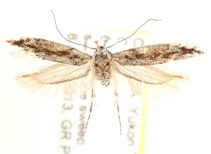  ( - CCDB-28538-B01)  @13 [ ] CreativeCommons - Attribution (2015) CBG Photography Group Centre for Biodiversity Genomics
