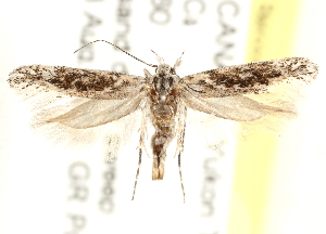  ( - CCDB-28538-B08)  @13 [ ] CreativeCommons - Attribution (2015) CBG Photography Group Centre for Biodiversity Genomics