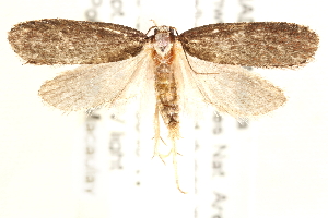  ( - CCDB-28538-C05)  @14 [ ] CreativeCommons - Attribution (2015) CBG Photography Group Centre for Biodiversity Genomics