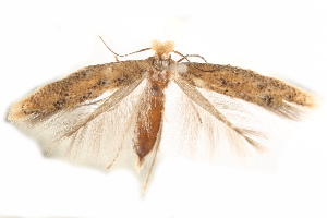  (Astrotischeria occidentalis - CCDB-28539-A08)  @13 [ ] CreativeCommons - Attribution (2015) CBG Photography Group Centre for Biodiversity Genomics