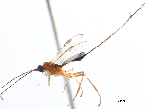  (Macrocentrus cuniculus - CCDB-28540-E10)  @13 [ ] CreativeCommons - Attribution (2015) CBG Photography Group Centre for Biodiversity Genomics