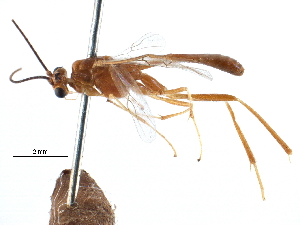  ( - CCDB-28540-F02)  @11 [ ] CreativeCommons - Attribution (2015) CBG Photography Group Centre for Biodiversity Genomics