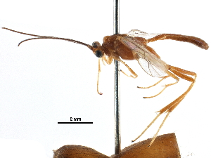  ( - CCDB-28540-F03)  @11 [ ] CreativeCommons - Attribution (2015) CBG Photography Group Centre for Biodiversity Genomics