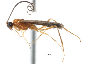  ( - CCDB-28540-F06)  @13 [ ] CreativeCommons - Attribution (2015) CBG Photography Group Centre for Biodiversity Genomics