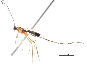  ( - CCDB-28540-F08)  @11 [ ] CreativeCommons - Attribution (2015) CBG Photography Group Centre for Biodiversity Genomics