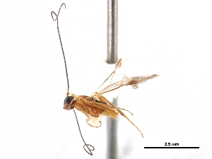  ( - CCDB-28540-F09)  @13 [ ] CreativeCommons - Attribution (2015) CBG Photography Group Centre for Biodiversity Genomics