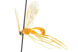  ( - CCDB-28540-G04)  @11 [ ] CreativeCommons - Attribution (2015) CBG Photography Group Centre for Biodiversity Genomics