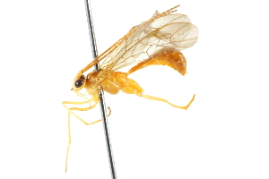  ( - CCDB-28540-G05)  @11 [ ] CreativeCommons - Attribution (2015) CBG Photography Group Centre for Biodiversity Genomics