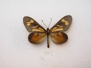  ( - MACN-Bar-Lep-ct 03154)  @13 [ ] Copyright (2012) MACN Museo Argentino de Ciencias Naturales 