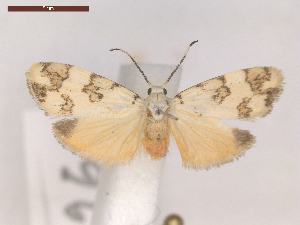  ( - CLV6961)  @11 [ ] CreativeCommons  Attribution Non-Commercial Share-Alike (2019) Carlos Lopez Vaamonde Institut National de la Recherche Agronomique, Zoologie Forestiere