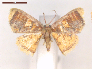  ( - CLV6965)  @11 [ ] CreativeCommons  Attribution Non-Commercial Share-Alike (2019) Carlos Lopez Vaamonde Institut National de la Recherche Agronomique, Zoologie Forestiere