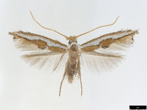  ( - CLV6832)  @11 [ ] CreativeCommons  Attribution Non-Commercial Share-Alike (2018) Carlos Lopez Vaamonde Institut National de la Recherche Agronomique, Zoologie Forestiere