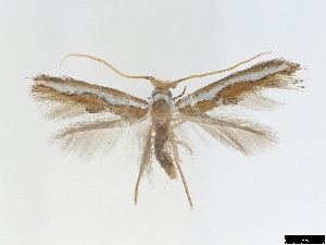  ( - CLV6835)  @11 [ ] CreativeCommons  Attribution Non-Commercial Share-Alike (2018) Carlos Lopez Vaamonde Institut National de la Recherche Agronomique, Zoologie Forestiere