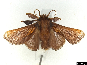  ( - CLV7183)  @13 [ ] CreativeCommons  Attribution Non-Commercial Share- (2018) Carlos Lopez Vaamonde Institut National de la Recherche Agronomique, Zoologie Forestiere