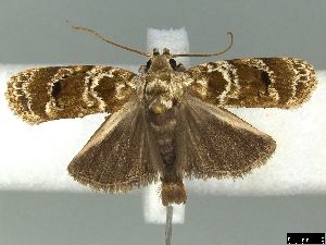  (Chlamydastis steloglypta - CLV7221)  @14 [ ] CreativeCommons  Attribution Non-Commercial Share-Alike (2018) Carlos Lopez Vaamonde Institut National de la Recherche Agronomique, Zoologie Forestiere