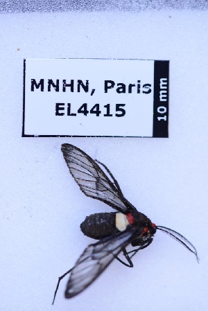  ( - EL4415)  @12 [ ] CreativeCommons - Attribution (2015) Rodolphe Rougerie Muséum national d'Histoire Naturelle, Paris