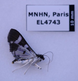  ( - EL4743)  @13 [ ] CreativeCommons - Attribution (2015) Rodolphe Rougerie Muséum national d'Histoire Naturelle, Paris