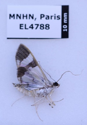  ( - EL4788)  @11 [ ] CreativeCommons - Attribution (2015) Rodolphe Rougerie Muséum national d'Histoire Naturelle, Paris